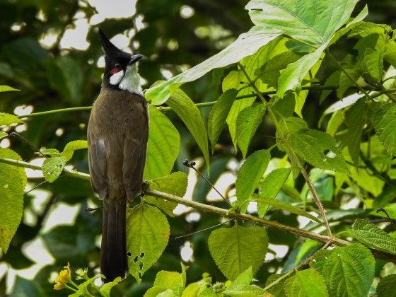 Whilst there were lots of little birds flitting around, we only managed to get one decent shot of this sooty headed bulbul... 