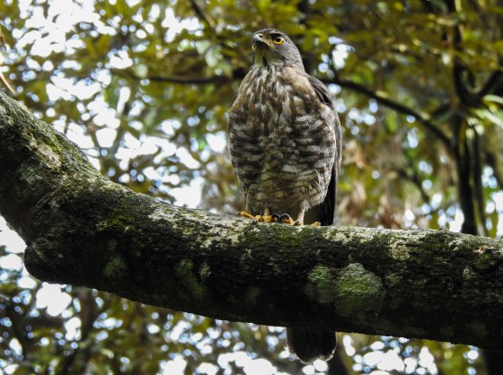 But from the other side, it was obviously a raptor, and my good friend Nishant tells me that it's probably a Besra...our bird of the day!