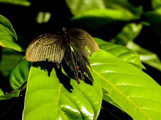 a slightly tatty moth