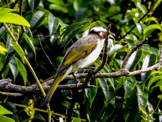 This was a slightly more fruitful walk as far as birds were concerned...not sure what this was though. a type of bulbul?