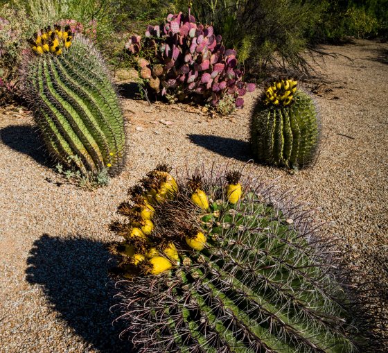 unusual cacti flowers