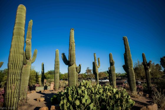 Giant Saguaro cacti...more than 50 years old..and home to the Gila Woodpecker and Desert wren
