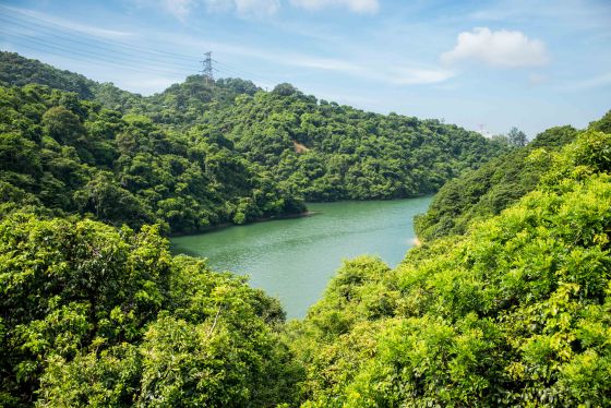 Coming down from the Eagle's Nest trail, we crossede the road and headed to the Golden Hill Nature Park...a lovely little walk through the Kowloon Reservoir area....