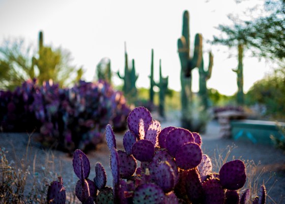 There were very pretty purple cacti too..