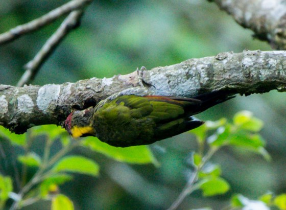 one of the first birds we saw was the yellow naped woodpecker...from a long way away...