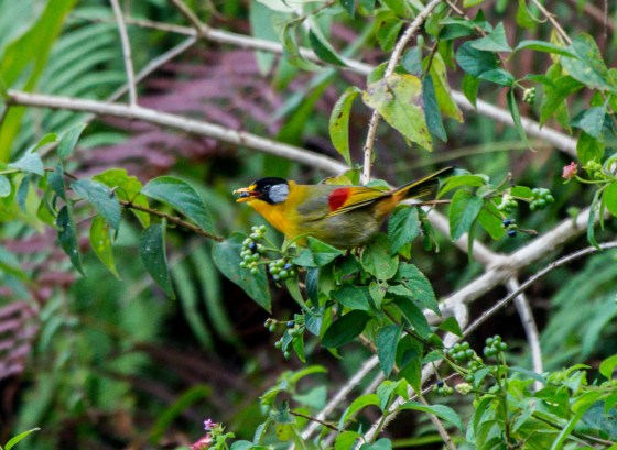 a signature bird of FH, the silver eared mesia