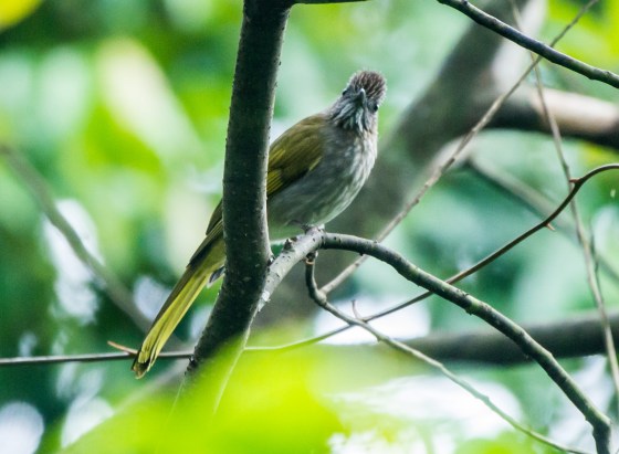 mountain bulbul