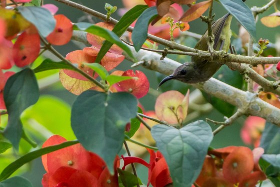 female black throated sunbird in the garden...