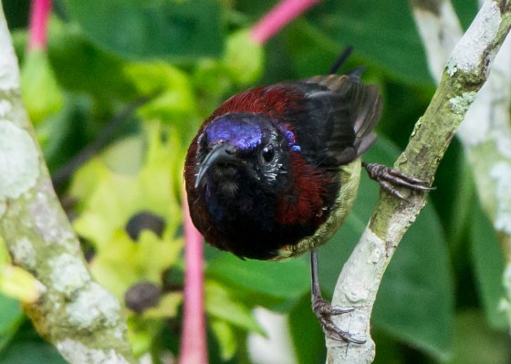 colourful male black throated sunbird