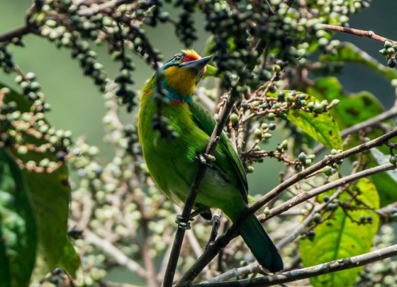 another black browed barbet feeding