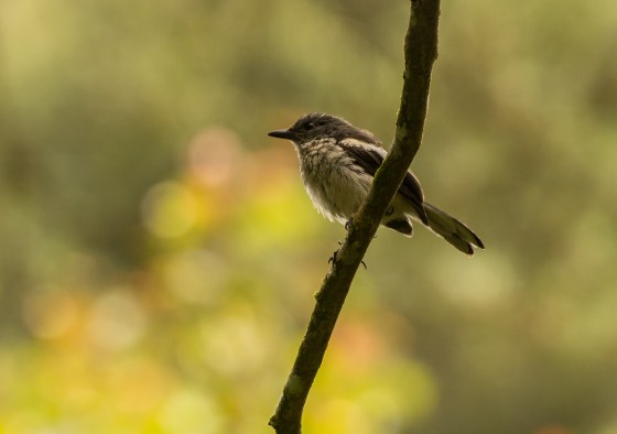 consensus seems to be female oriental magpie robin ?