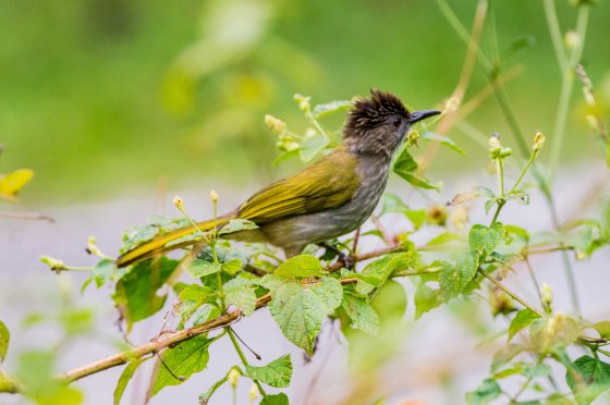 mountain bulbul