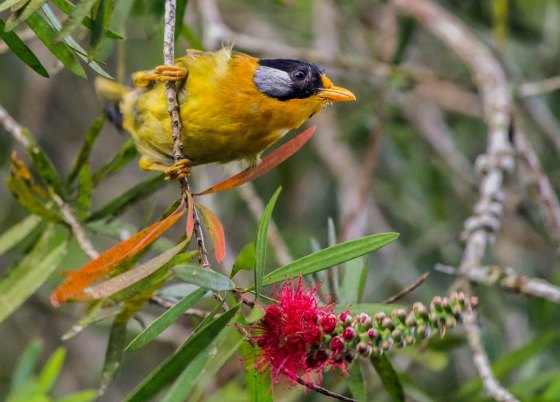here you can see the silver ear very nicely