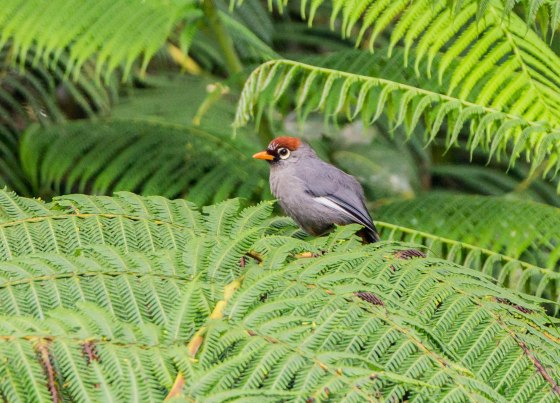 Chestnut capped laughing thrush...grey bodied and winhed