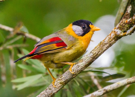 one of the signature birds of FH, the gorgeous silver eared mesia