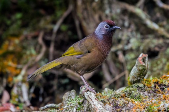 chestnut crowned laughing thrush...olive brown wing and body
