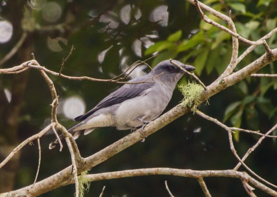 Javan Cuckoo Shrike