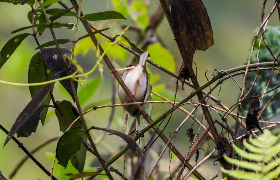 tailorbird at somkehouse