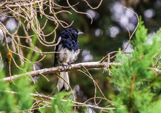 a somewhat bedraggled Magpie Robin at the smokehouse
