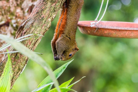beautiful red bellied squirrel helping himself to the bird feed...