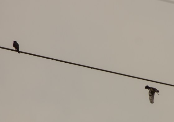 they are typically seen in pairs...