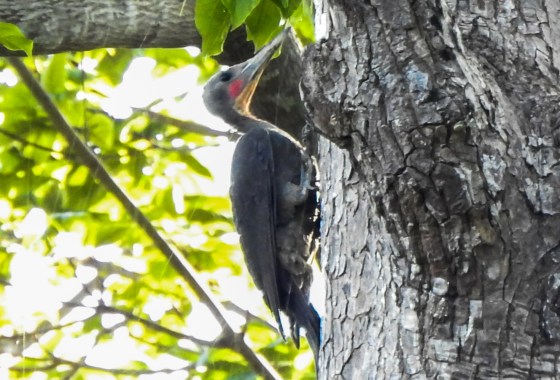 We saw 4 slaty woodpeckers hopping up a tree with strong backlight along the old zigzag road