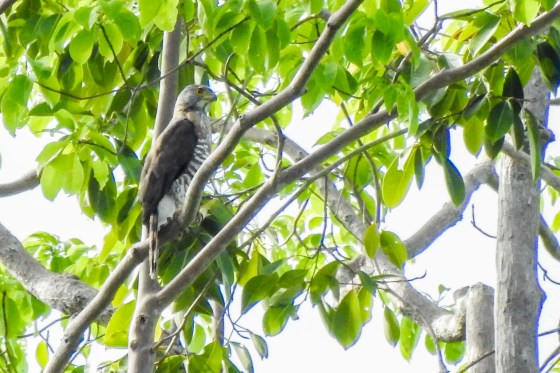 A Goshawk perched over the old zigzag road