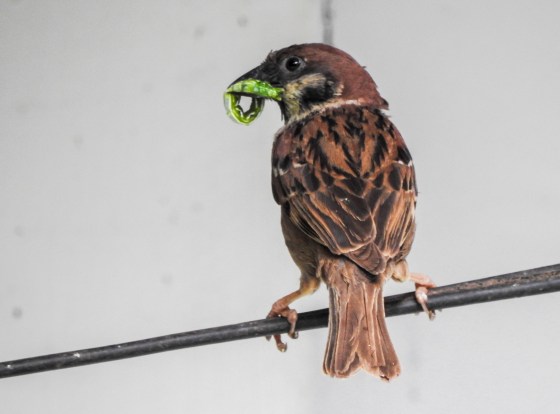 the early sparrow got the green caterpillar