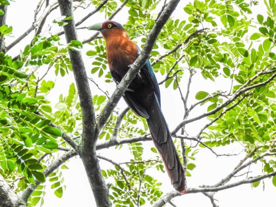 and then this beautiful chestnut breasted malkoha appeared high in the trees...