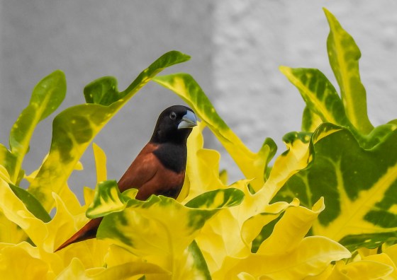 Chestnut munia