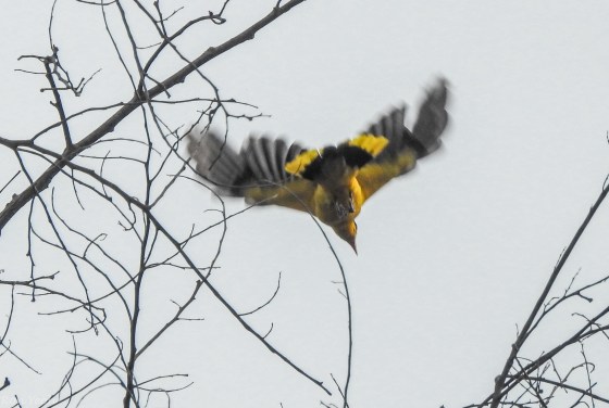black naped oriole from unusual angle
