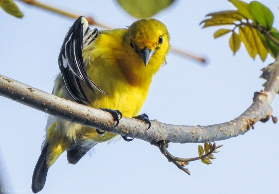common iora preening