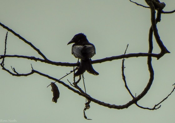 Spangled drongo