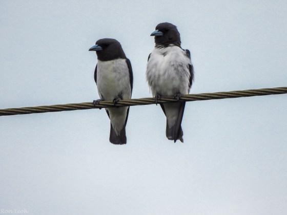 white breasted wood swallows huddle together for warmth...