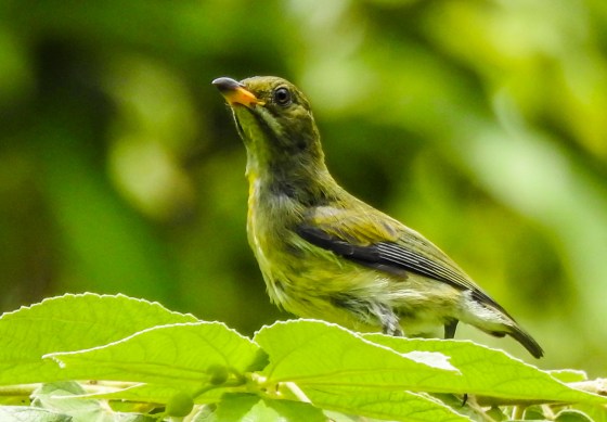 The Palawan flower pecker was found in the grounds of the DabDab hotel...