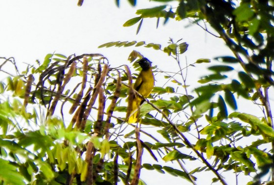 Black headed bulbul