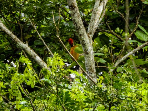 This Spotted Throat Woodpecker (according to our guide)was seen from way off...hidden in the foliage..When I checked in Kennedy's Guide to the Birds of the Philippines, there was no mention of this type of woodpecker though,,,