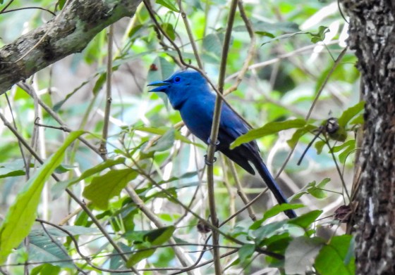 and just before we left the colony, we were thrilled to see this beautiful Palawan Blue Paradise Flycatcher...the male