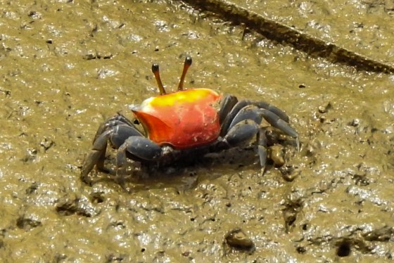 there were also some interesting crabs...