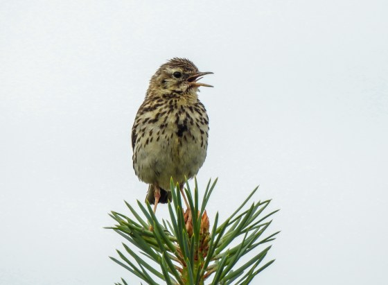 song thrush