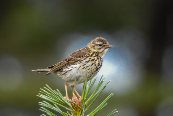 this pretty little songbird..a song thrush followed me around, cheeping merrily