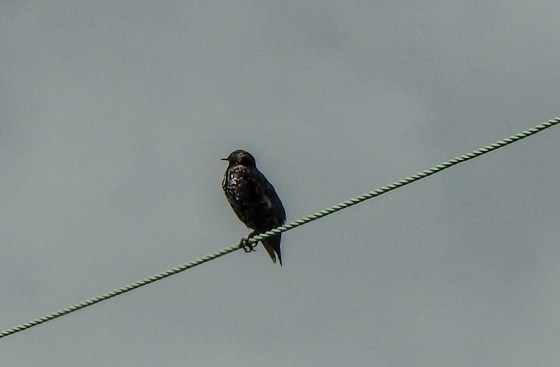 Starling