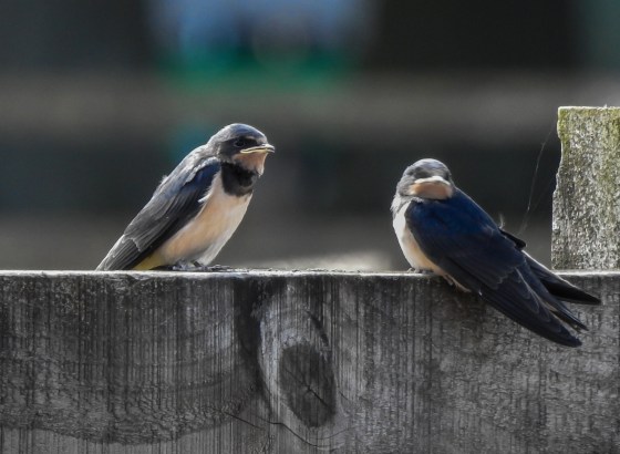 swifts were everywhere..