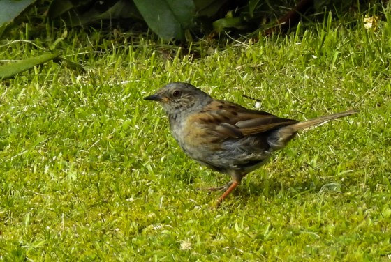 Dunnock
