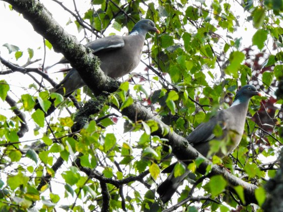 The woodpigeons are enormous!