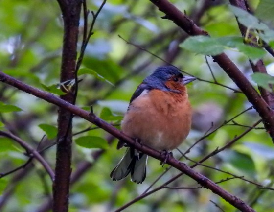 another view of the chaffinch