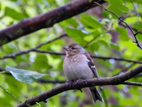 female chaffinch
