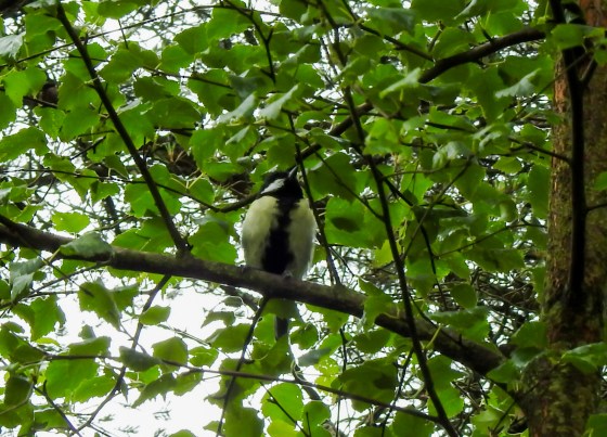 Great tit
