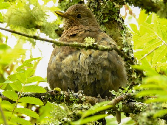 ?juvenile female blackbird