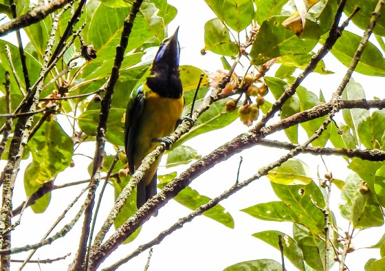 Another FH signature....the orange bellied leaf bird...with the characteristic blue flashes either side of the face